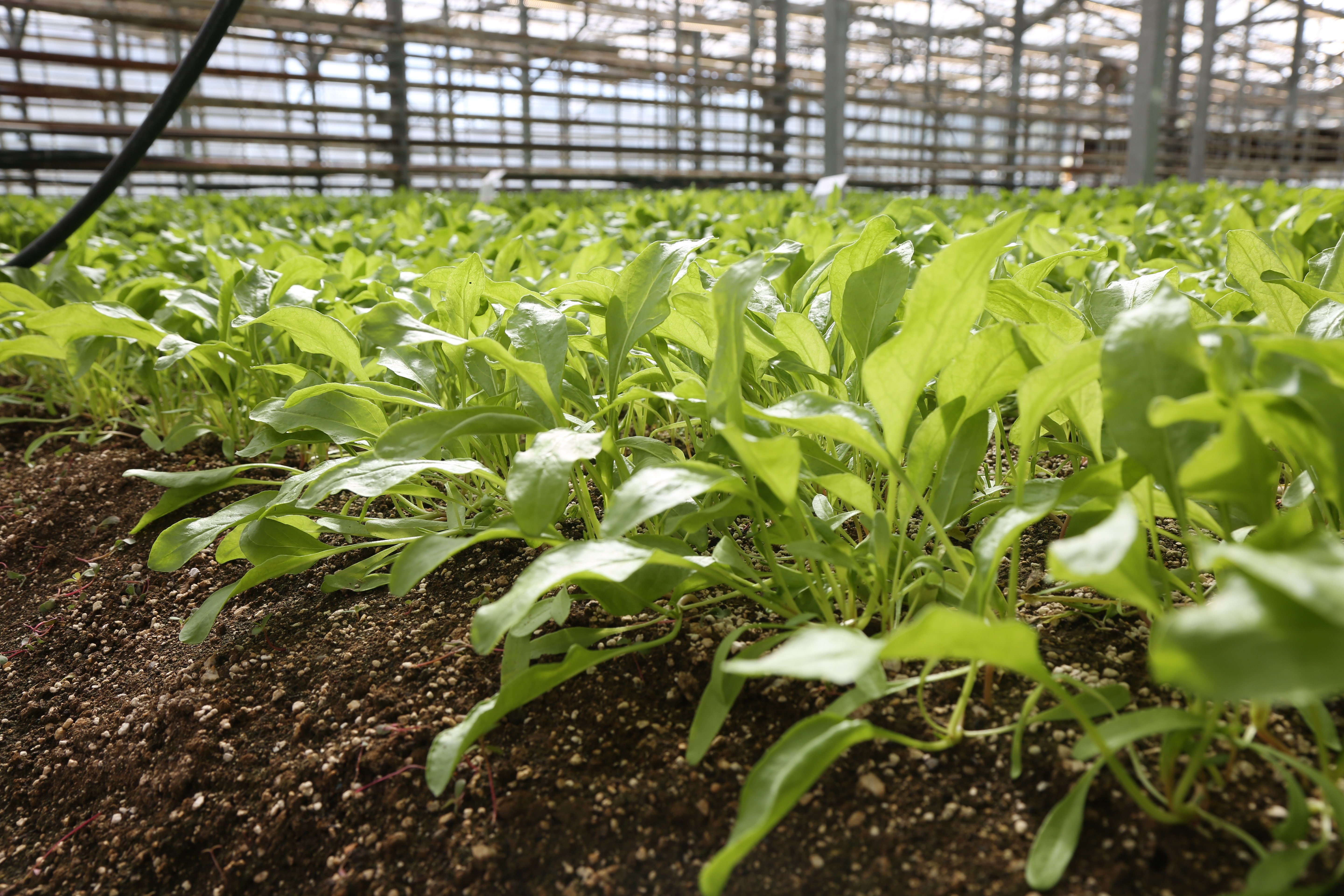 Türkiye tarımına ilk! Konya Şeker pancar testlerinde dünya liginde