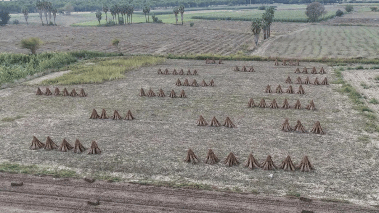 Türkiye üretiminde ilk sırada: Hasat rekorla kapandı