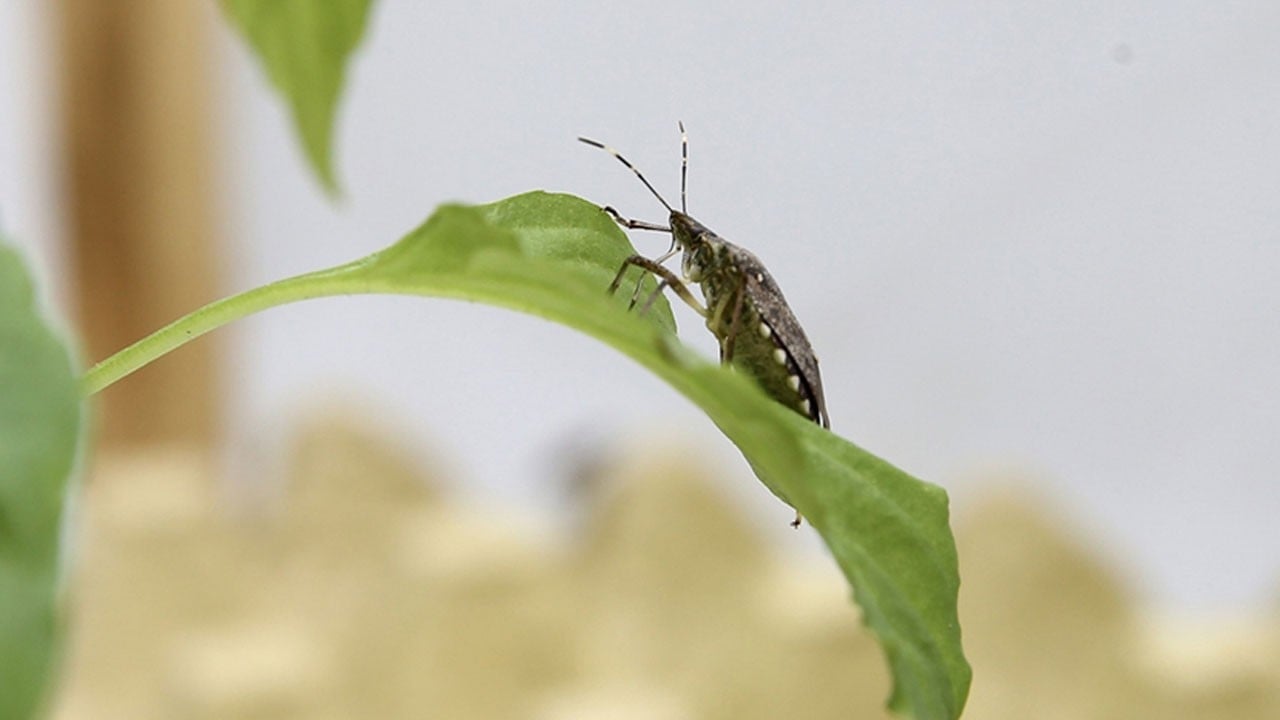 Uzman isim umutlandırdı! Kahverengi kokarca istilasının biteceği tarih açıklandı