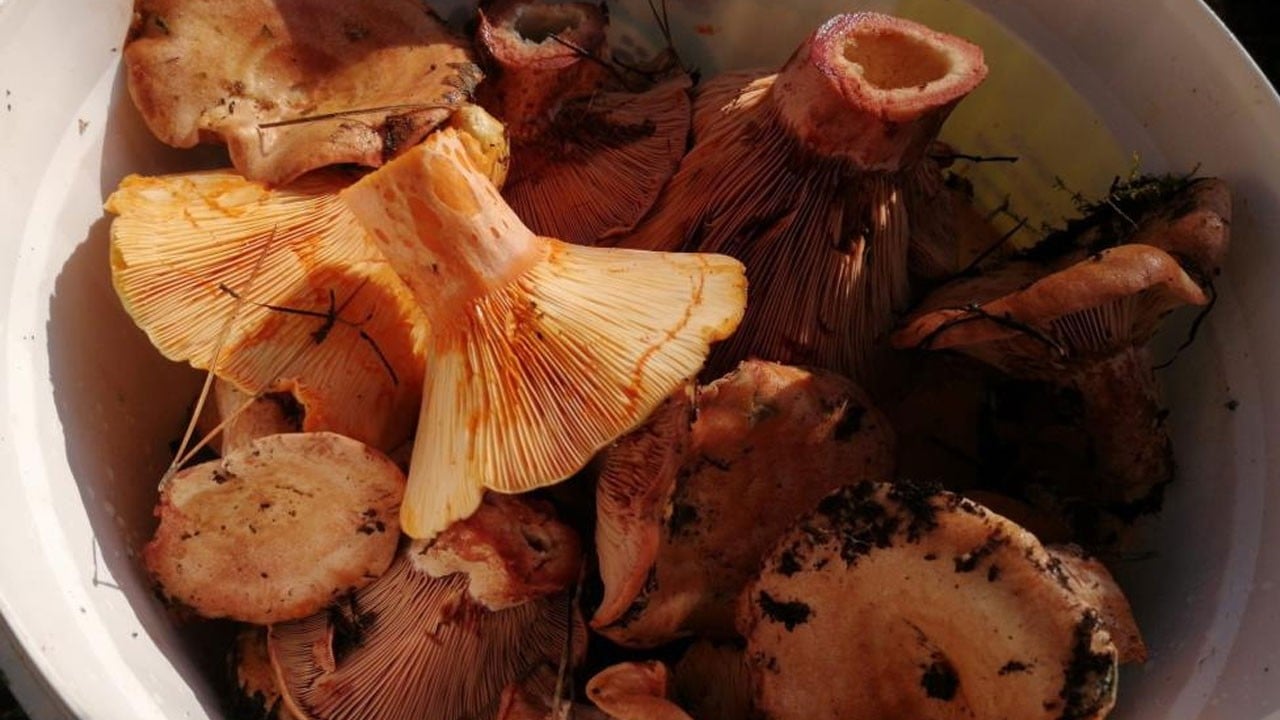 Uzmanı uyardı! Doğadan mantar toplayanlar dikkat