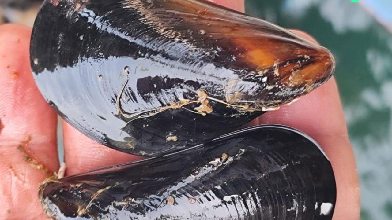 Uzmanlar üstüne basa basa uyarıyor! Midye tüketmenin püf noktaları