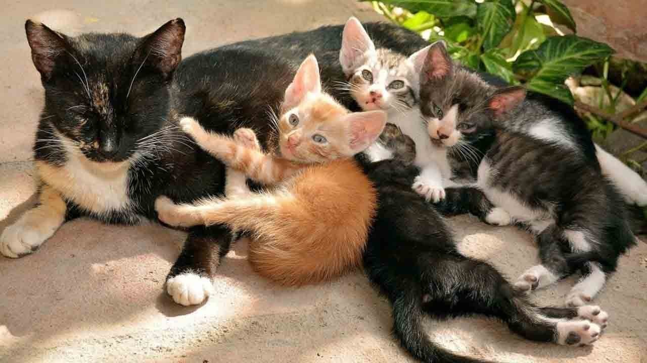 Uzmanlar uyarıyor: Sokak kedisi alarmı