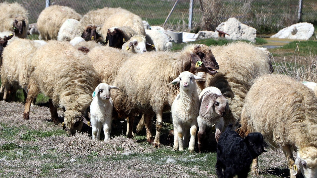 Van'da yüzler yeniden gülmeye başladı! Doğu'daki güvenlik sorunları sebebiyle nesli tükenmek üzereydi