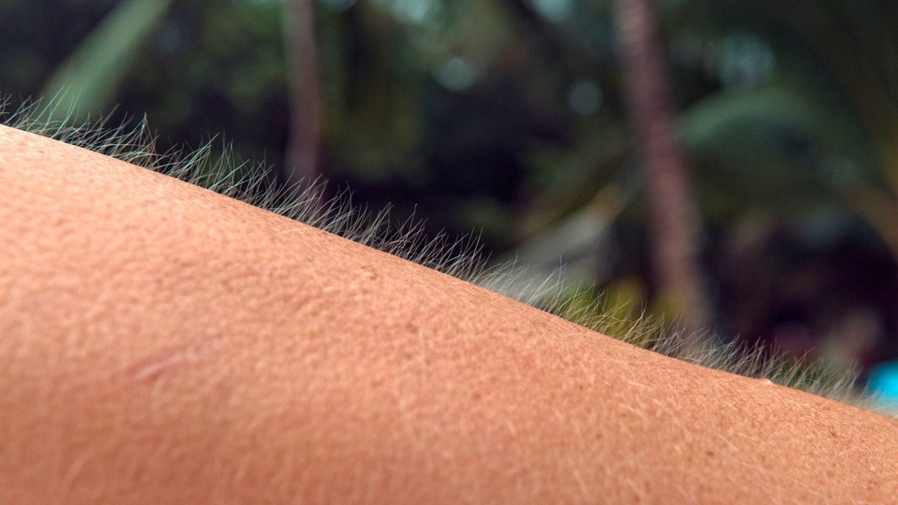 Vücudun inanılmaz sırrı! Ürperince neden tüylerimiz diken diken oluyor?