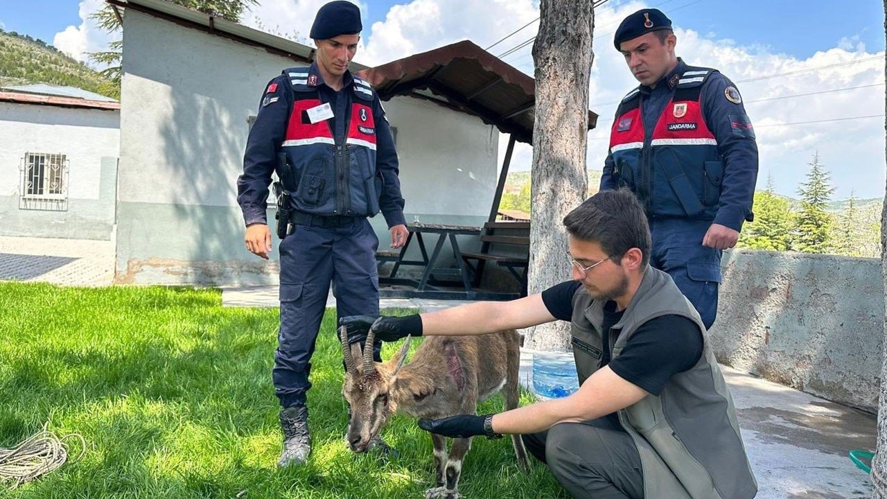 Yaralı bulunan dağ keçisi koruma altına alındı