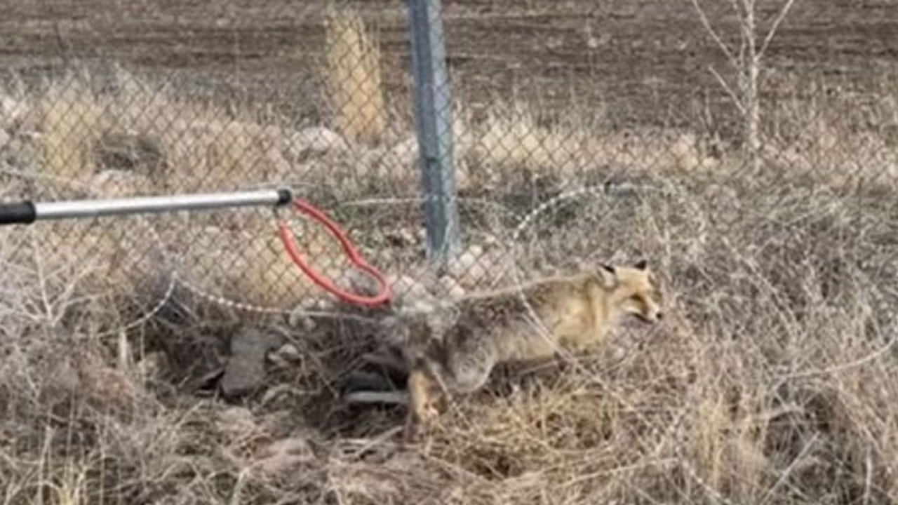 Yaralı tilki sağlığına kavuştu