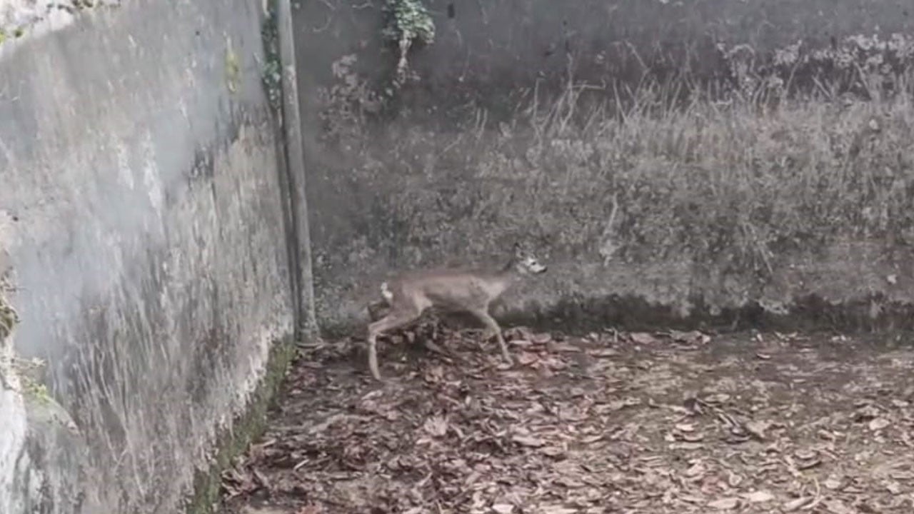 Yaramaz karaca 6 metreden boş havuza düştü!