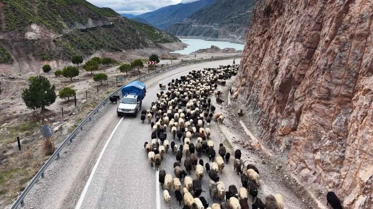 Yayla göçü yollarında can pazarı başladı!