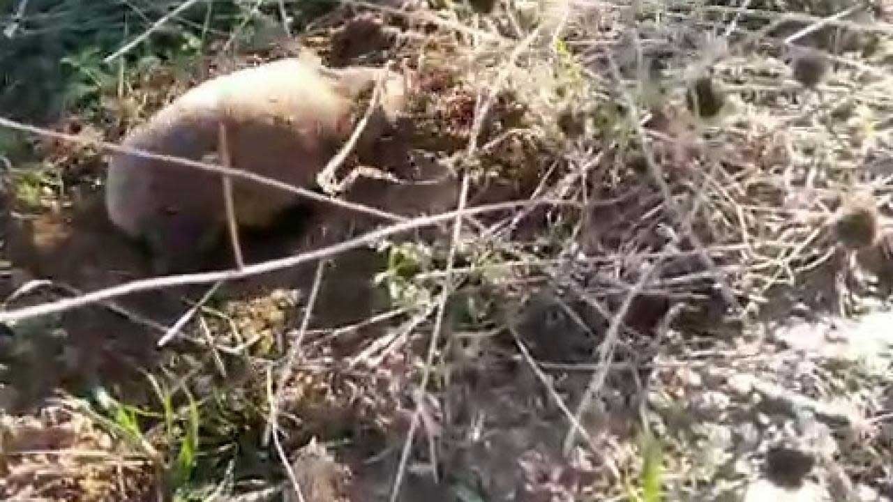 Yer altının gizemli canlısı! Manisa’da gün yüzüne çıktı