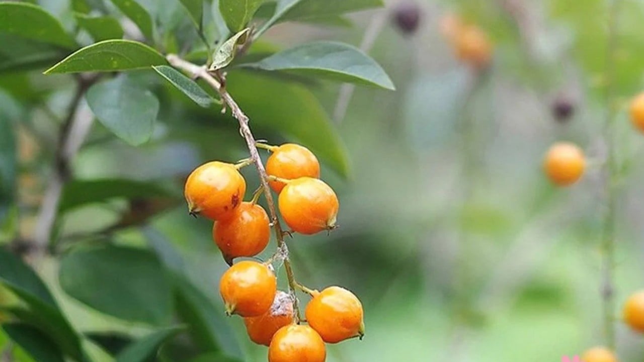 Yer kirazı ( Altın çilek ) nedir?