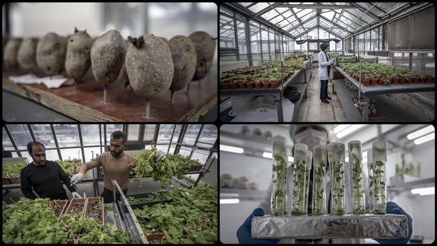 Yerli patates çeşitlerine bilimsel çalışma