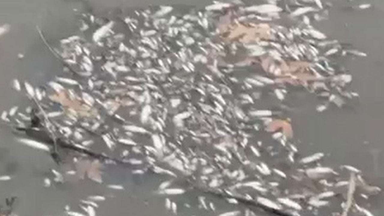 Yeşilırmak alarm veriyor! Çok sayıda balık öldü