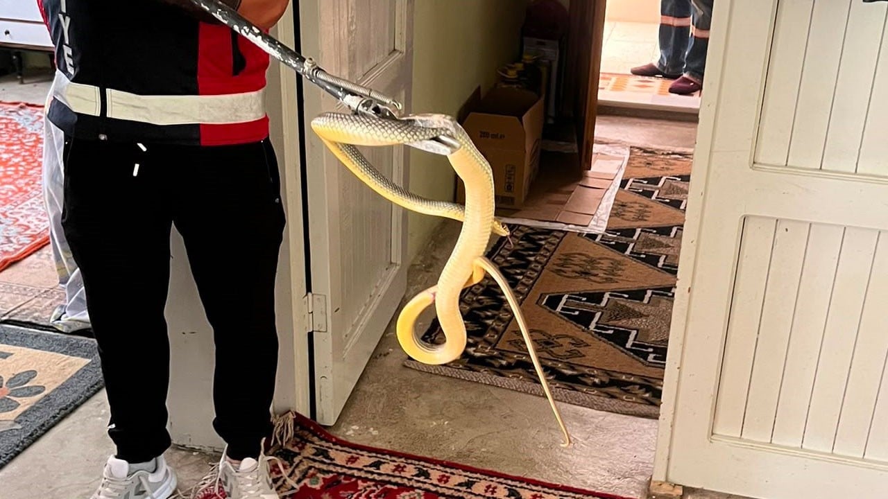 Yılan eve girdi, mahalle sokağa döküldü