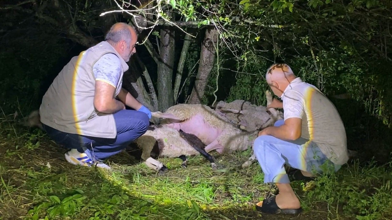 Yıldırım ağaca isabet etti! Altına sığınan 6 küçükbaş hayvan telef oldu