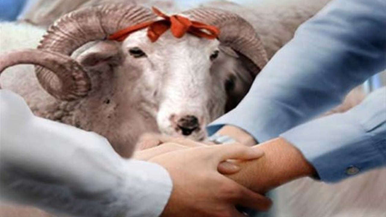 Yine 2 veya 4 taksitte ödenecek Türk Kızılay’ın kurban kesim fiyatı belli oldu