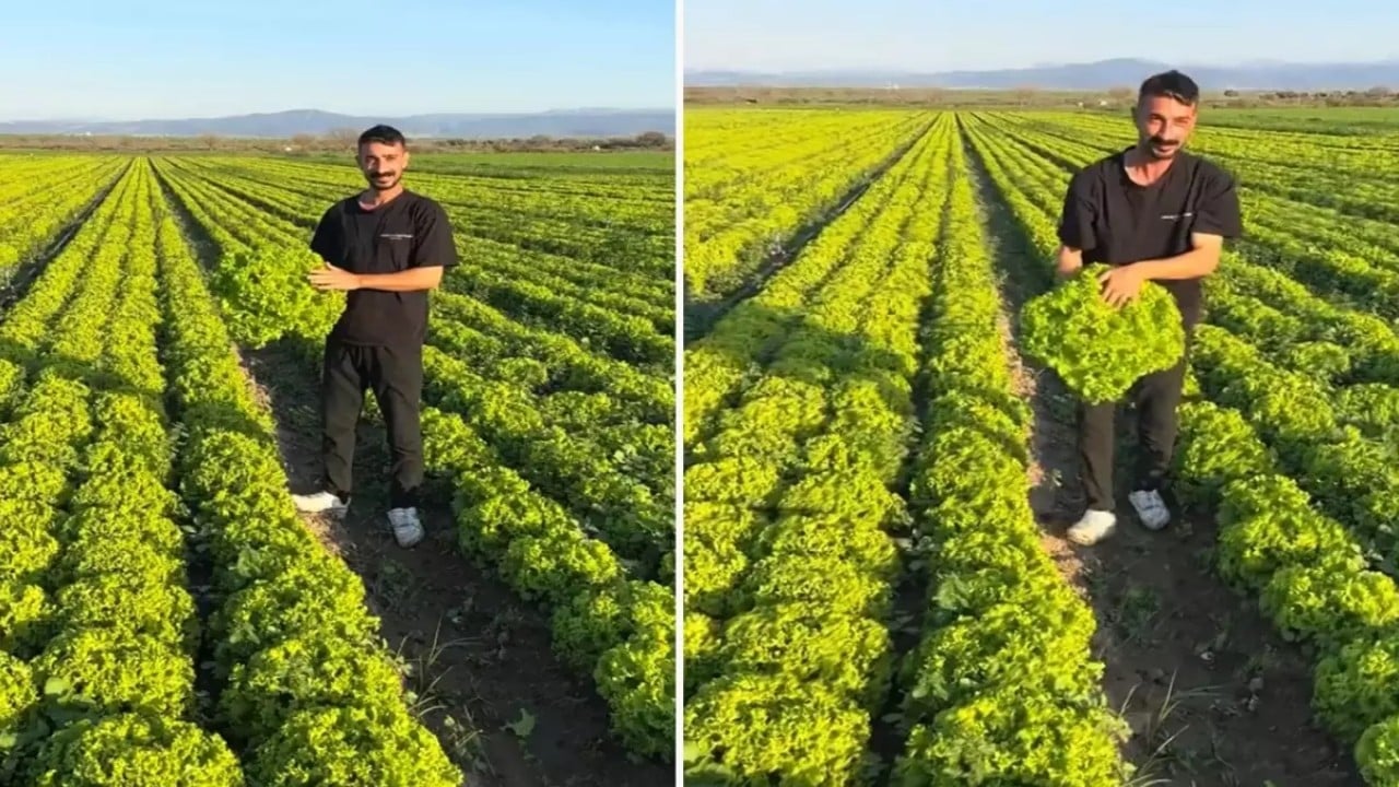 Yine bir "Ben kazanamıyorsam, kimse yemesin" haberi... Çiftçi, "2 TL’ye satarsam şerefsizim" dedi, tarlayı koyunlara açtı