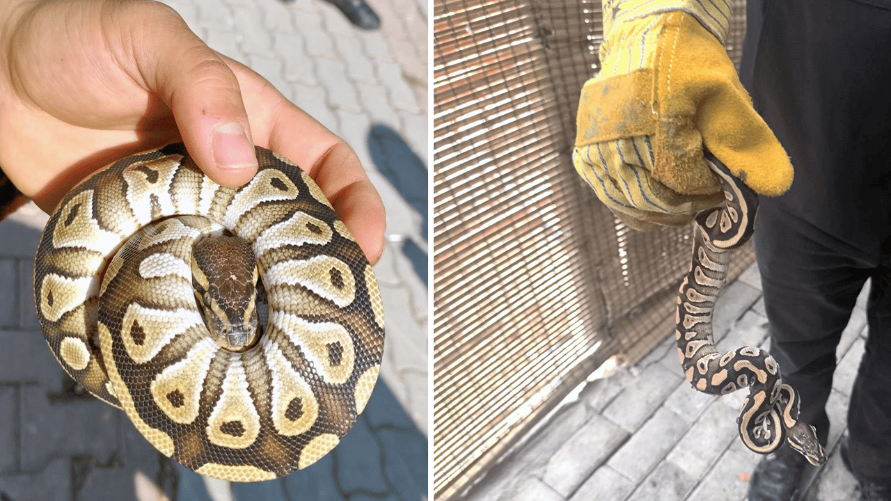 Yok artık Konyalı! Polis de şok oldu: Polisin çevirdiği Konyalının cebinden yavru piton çıktı