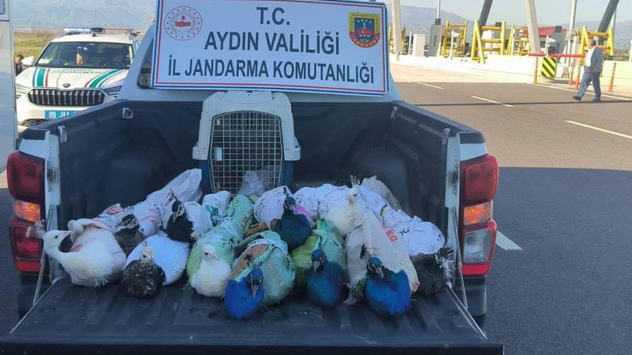 Yok artık! Otobüste çuvala sarılı olarak bulundular