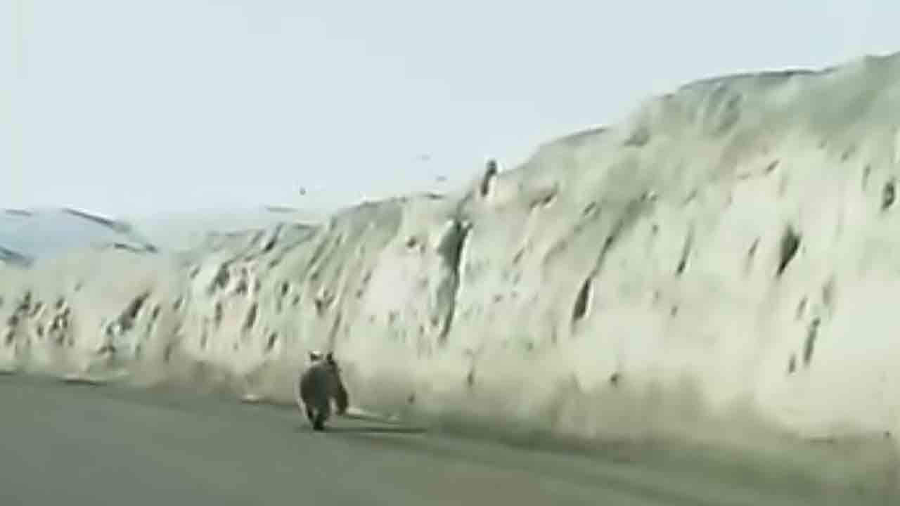 Yola inen ayı paniği: Van’da ayı alarma geçirdi