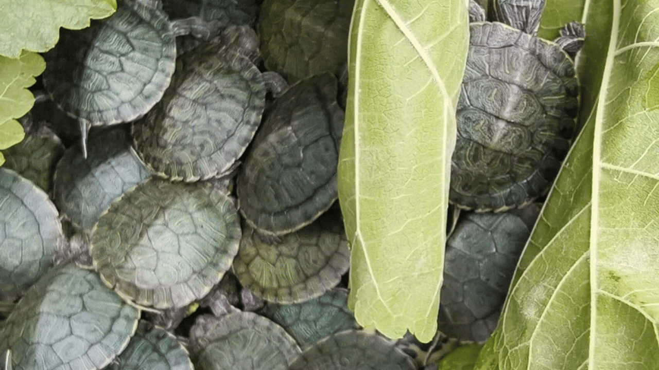 Yolcu otobüsünde yasaklanmış 500 kırmızı benekli su kaplumbağası ile yakalandı!