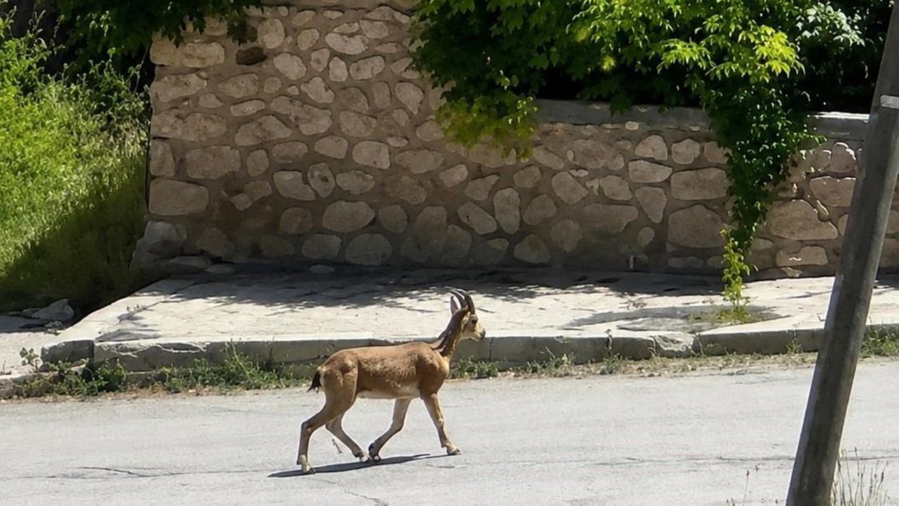 Yolunu şaşıran dağ keçisi şehre indi