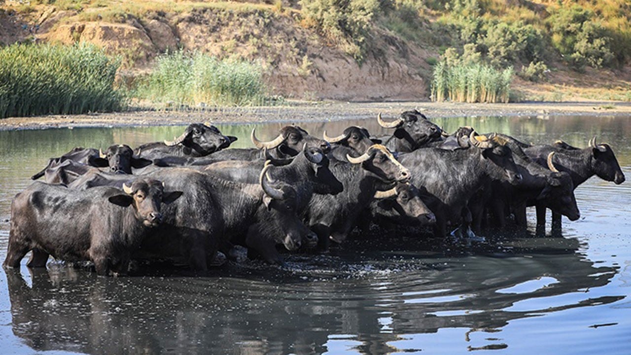 Yozgat'ta besicilere damızlık manda dağıtıldı