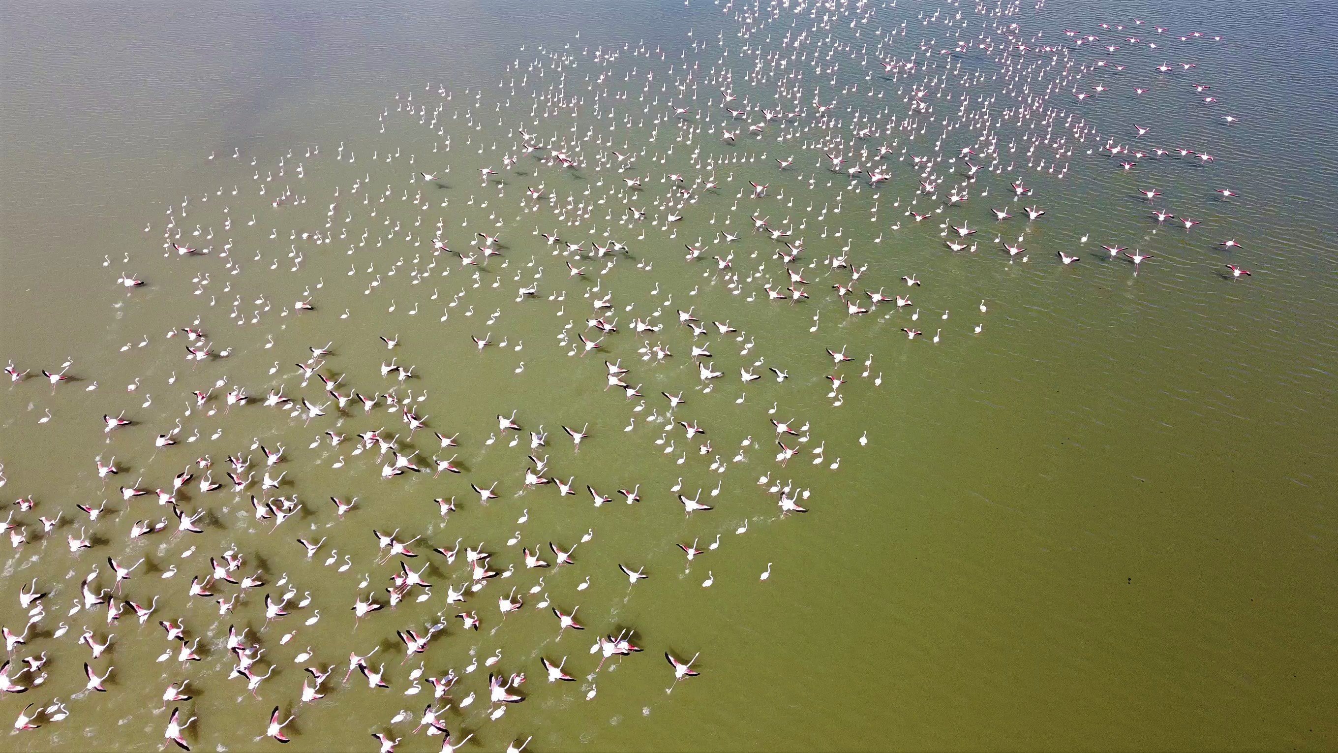 Yozgat'ta pembe istila: Allı turnalar Gelingüllü Barajı'nı görsel şölene çevirdi!
