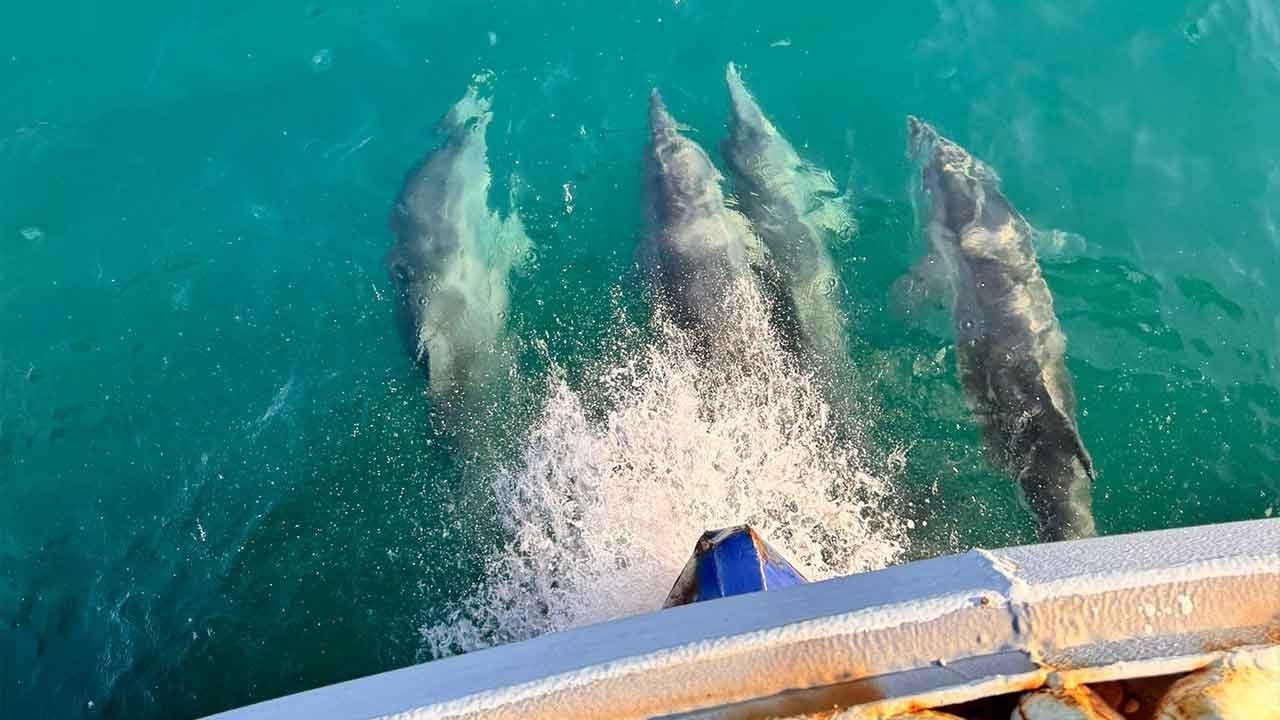 Yunuslar neden teknelerle yarışır hiç merak ettiniz mi?