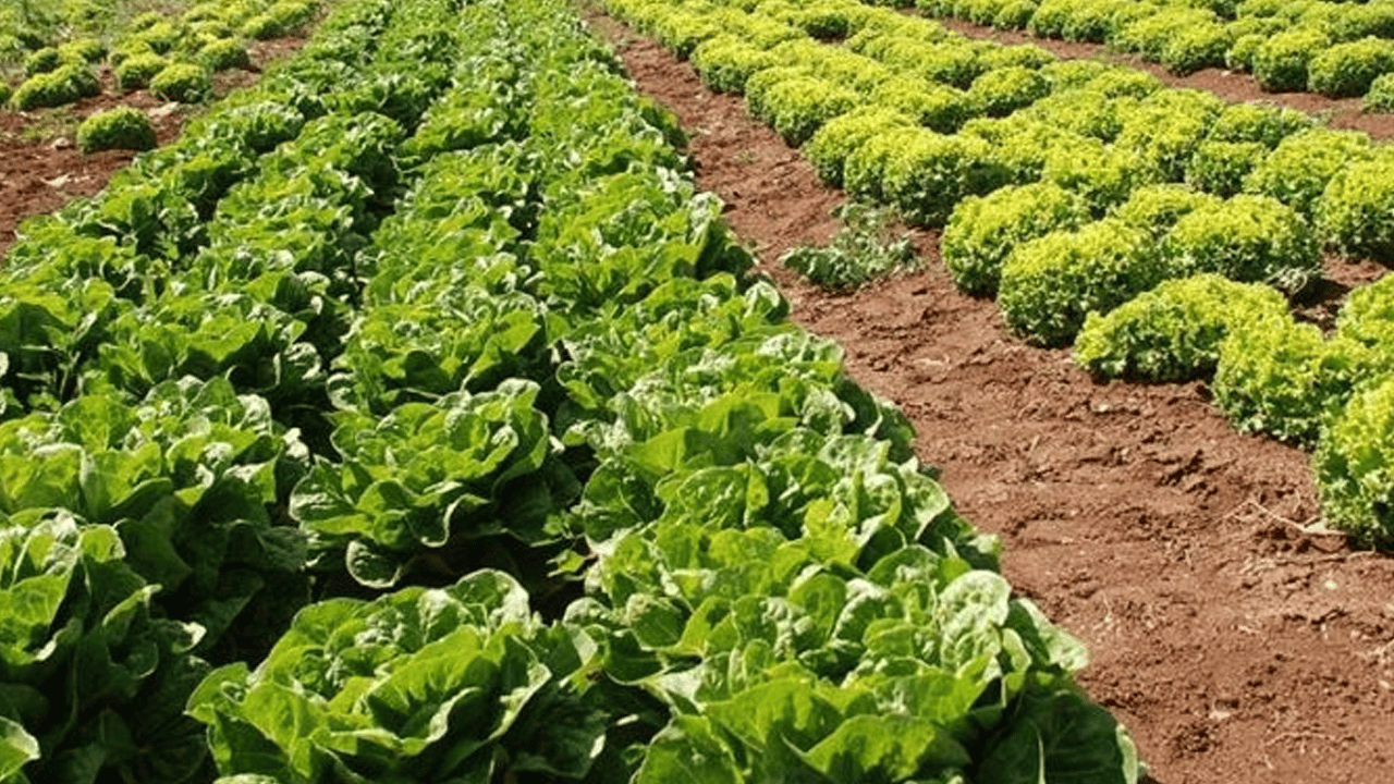 Zam şampiyonu marul!