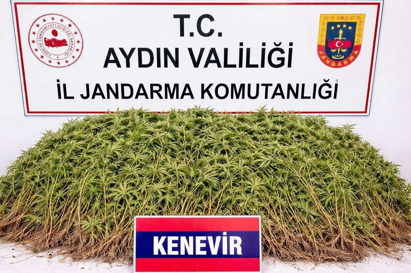 Zeytin bahçesindeki sera içerisinde 208 kök Hint keneviri ele geçirildi