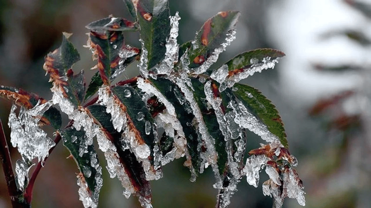 Zirai don uyarısı!