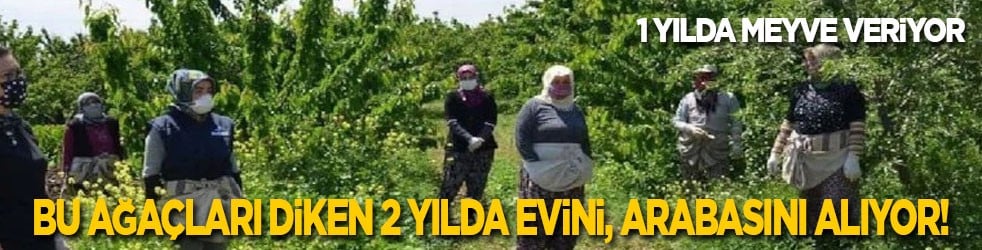 1 yılda meyve veriyor: Bu ağaçları dikenler 2 yılda evini, arabasını, yazlığını alıyor!
