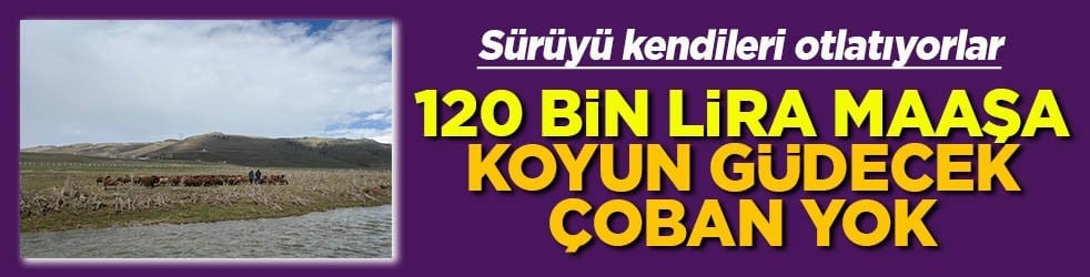 120 bİn lira maaşa koyun güdecek çoban yok