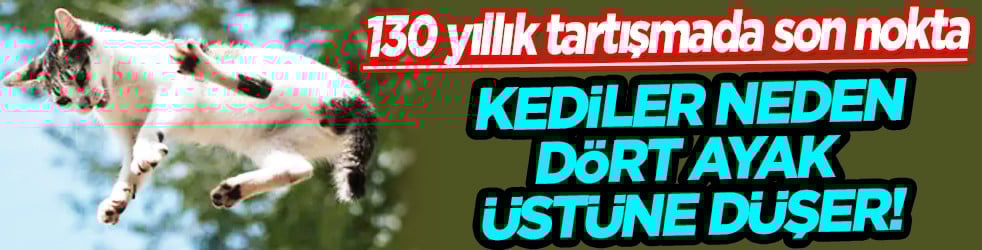 130 yıllık tartışma son buldu: Bilim insanları kedilerin yere neden hep dört ayak üstünde düştüğünü açıkladı!
