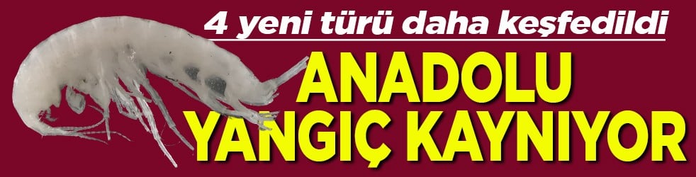 4 yeni tür daha keşfedildi Anadolu Yangıç kaynıyor