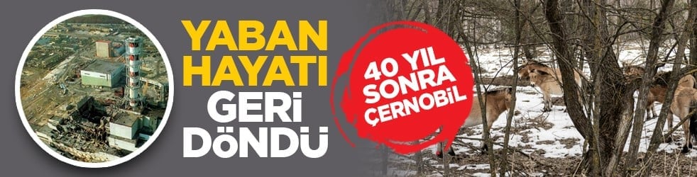 40 yıl sonra Çernobil: Yaban hayatı geri döndü