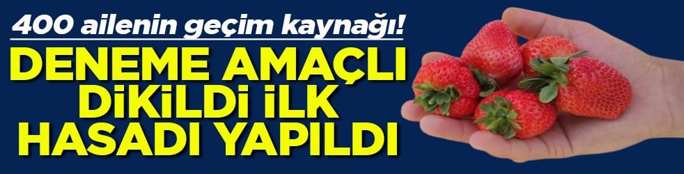 400 ailenin geçim kaynağı Deneme amaçlı dikildi hasadı yapıldı
