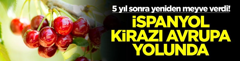 5 yıl sonra yeniden meyve verdi! İspanyol kirazı Avrupa yolunda