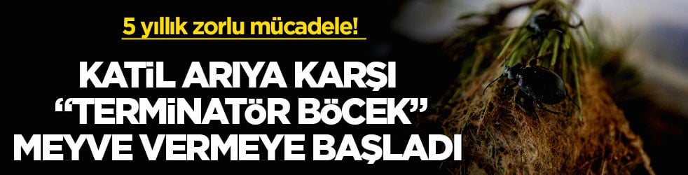 5 yıllık zorlu mücadele! Katil arıya karşı 'terminatör böcek' meyve vermeye başladı