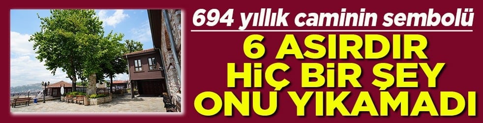 694 yıllık caminin sembol çınarı 6 asırdır hiçbir şey onu yıkamadı