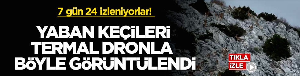 7 gün 24 izleniyorlar! Muğla’da yaban keçileri termal dronla böyle görüntülendi