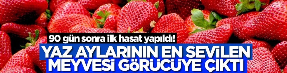 90 gün sonra ilk hasat yapıldı! Yaz aylarının en sevilen meyvesi görücüye çıktı