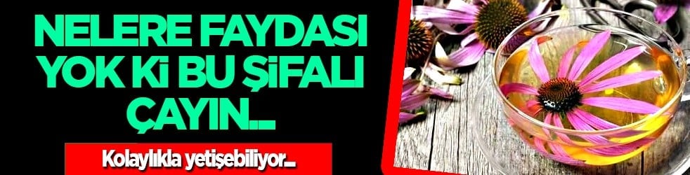 Açık ağaçlık alanlar ve nemli yerlerde yetişiyor... Ekinezya çayının faydaları saymakla bitmiyor...