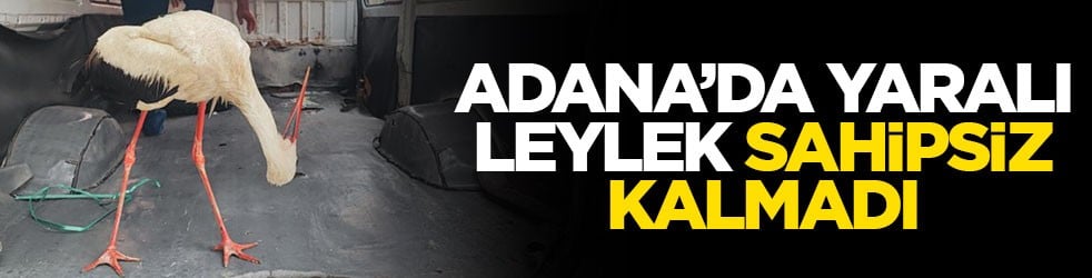 Adana’da yaralı leylek sahipsiz kalmadı