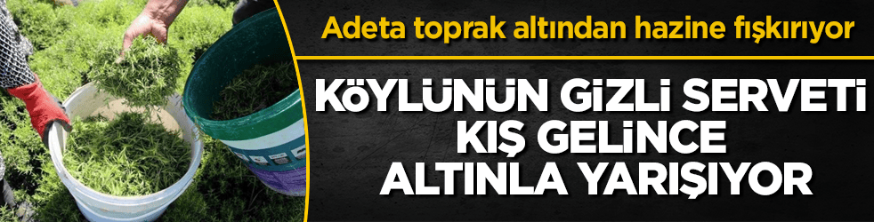Adeta toprak altından hazine fışkırıyor! Köylünün gizli serveti kış gelince gram altınla yarışıyor