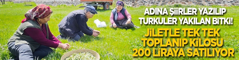 Adına şiirler yazılıp, türküler yakılan bitki! Jiletle tek tek toplanıp kilosu 200 liraya satılıyor