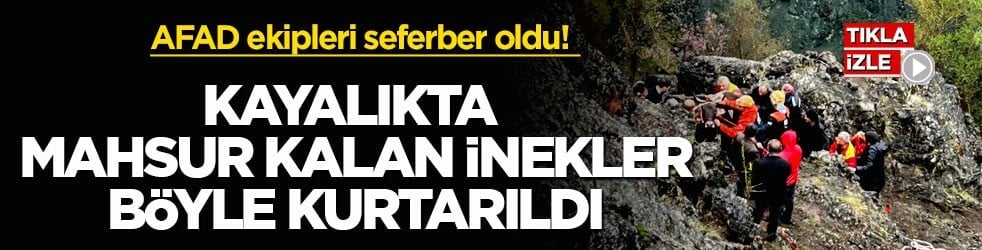 AFAD ekipleri seferber oldu! Kayalıkta mahsur kalan inekler böyle kurtarıldı