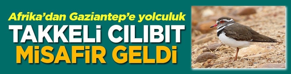 Afrika’dan Gaziantep'e yolculuk Takkeli Cılıbıt misafir geldi