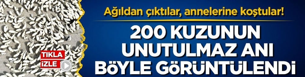 Ağıldan çıktılar, annelerine koştular! 200 kuzunun unutulmaz anı böyle görüntülendi