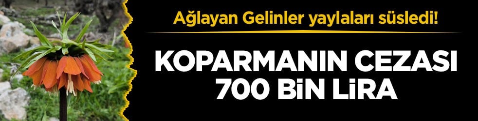 Ağlayan Gelinler yaylaları süsledi! Koparmanın cezası 700 bin lira